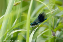 Blue Green Damselfly on Leaf Front View