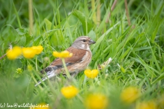 Female Linnet on Grass Side View