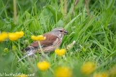 Female Linnet on Grass Side View