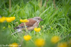 Female Linnet on Grass Side View