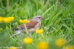 Female Linnet on Grass Side View