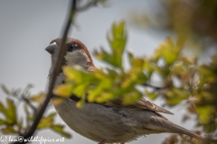 House Sparrow on Branch Side View