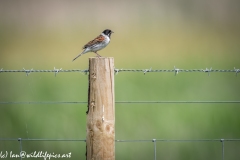 Male Reed Bunting on Post Side View