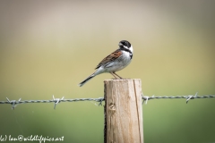 Male Reed Bunting on Post Side View