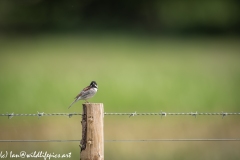 Male Reed Bunting on Post Side View