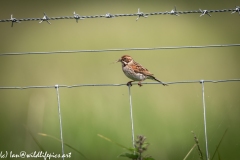 Female Reed Bunting on Wire Side View