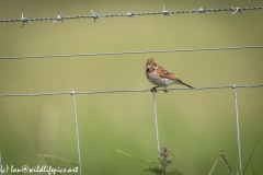 Female Reed Bunting on Wire Side View