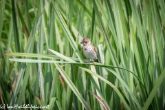 Female Reed Bunting on Leaf Grub in Beak Front View