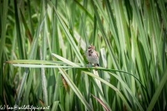 Female Reed Bunting on Leaf Grub in Beak Front View