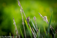 Sedge Warbler on Reed Back View