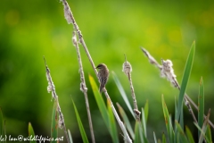 Sedge Warbler on Reed Back View