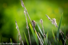 Sedge Warbler on Reed Back View