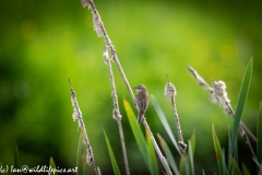 Sedge Warbler on Reed Back View