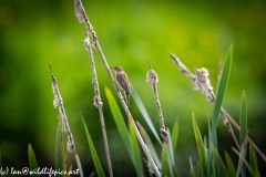 Sedge Warbler on Reed Side View