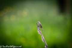 Sedge Warbler on Reed Front View