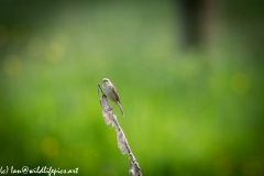 Sedge Warbler on Reed Front View