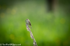 Sedge Warbler on Reed Front View