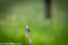 Sedge Warbler on Reed Front View