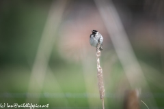 Male Reed Bunting Drying after Bath on Reed Front View