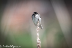 Male Reed Bunting Drying after Bath on Reed Front View