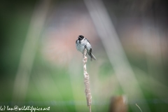 Male Reed Bunting Drying after Bath on Reed Front View