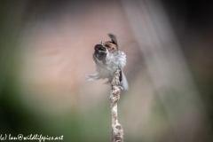 Male Reed Bunting Drying after Bath on Reed Front View