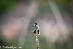 Male Reed Bunting Drying after Bath on Reed Front View