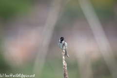 Male Reed Bunting Drying after Bath on Reed Front View