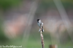 Male Reed Bunting Drying after Bath on Reed Front View