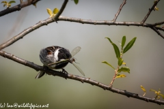 Male Reed Bunting With Damselfly in Beak on Branch Front View