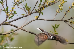 Male Reed Bunting With Damselfly in Beak in Flight