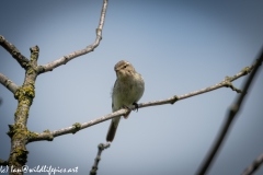 Chiffchaff on Branch Front View