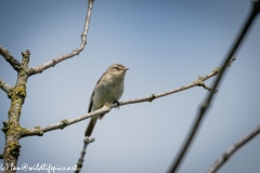 Chiffchaff on Branch Front View