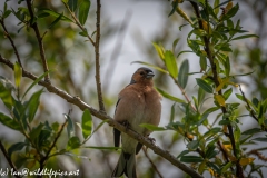 Chaffinch on Branch Front View