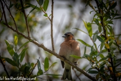 Chaffinch on Branch Front View