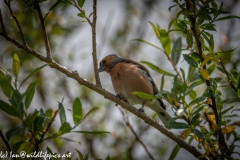 Chaffinch on Branch Front View