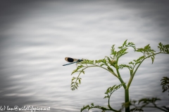 Blue Green Damselfly on Leaf Side View