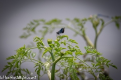 Blue Green Damselfly on Leaf Back View