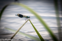 Blue Green Damselfly on Leaf Side View