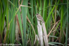 Sedge Warbler on Reed Side View