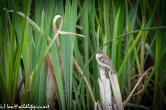 Sedge Warbler on Reed Side View