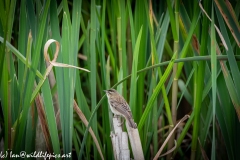 Sedge Warbler on Reed Back View