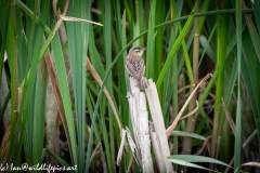 Sedge Warbler on Reed Back View