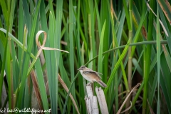 Sedge Warbler on Reed Side View