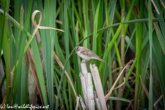 Sedge Warbler on Reed Side View