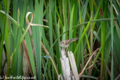 Sedge Warbler on Reed Front View