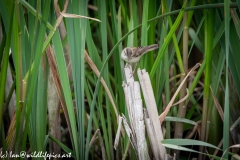 Sedge Warbler on Reed Front View