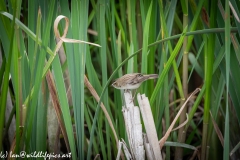 Sedge Warbler on Reed Side View