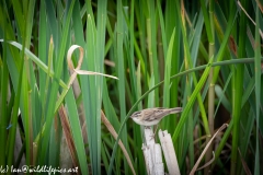 Sedge Warbler on Reed Side View