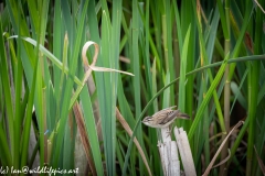 Sedge Warbler on Reed Side View